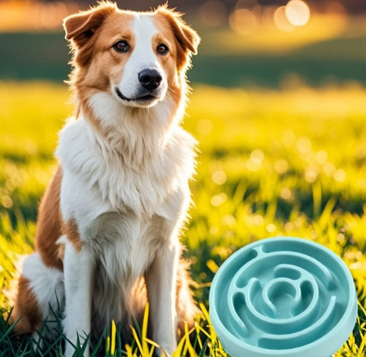 Border collie sitting in a sunny field beside the blue maze slow feeder dog bowl